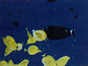 OCEAN LIFE